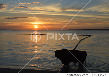 Soseko海灘（Sesokushima /沖繩縣木平郡總部鎮）的鬥牛 13033574