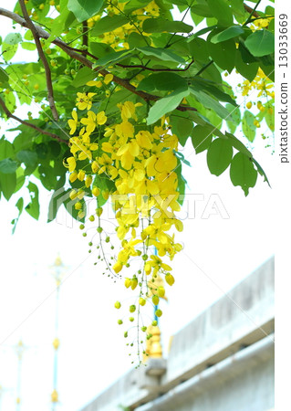 Cassia fistula flower 13033669