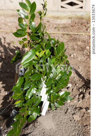 Ground ceremonial sedimentary sand 13033674