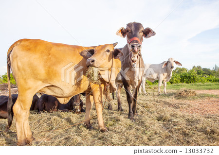 domestic cattle in rural farm field 13033732