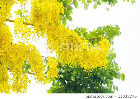 Golden flower or Cassia fistula 13033770