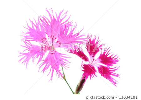 Kawaranadeshiko Kawaranadeshiko 13034191