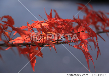 Bright red maple leaves Bright red maple leaves 13034413