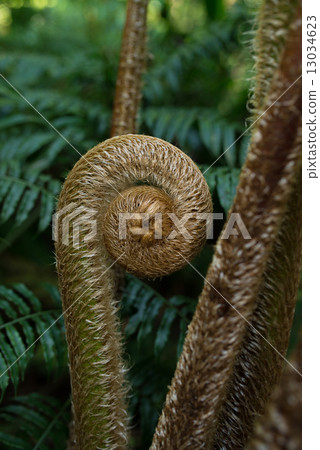 Yanbaru's forest · Lizard sprout sprout 13034623