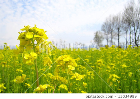 Rape blossoms blooming scenery Rape blossoms blooming scenery 13034989