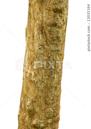 The tree trunk 13035164