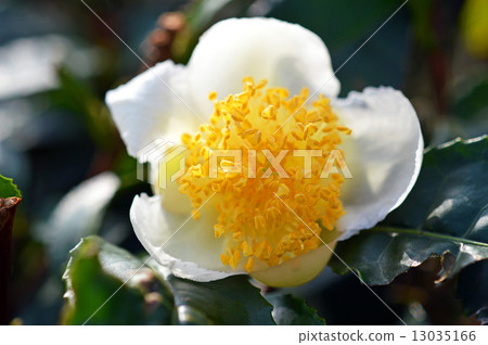 茶花 13035166