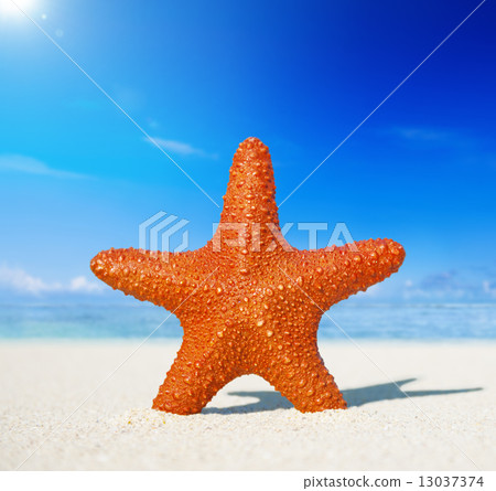 Starfish on a tropical beach Starfish on a tropical beach 13037374