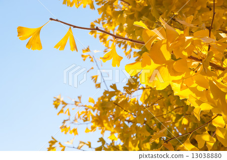 Ginkgo Ginkgo 13038880