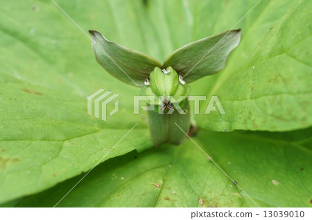 Enlaced sole fruit 13039010