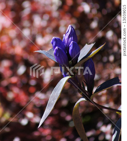 Zao's Ezo Oyama Gentian 13039015