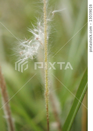 Chigaya的絨毛 13039016