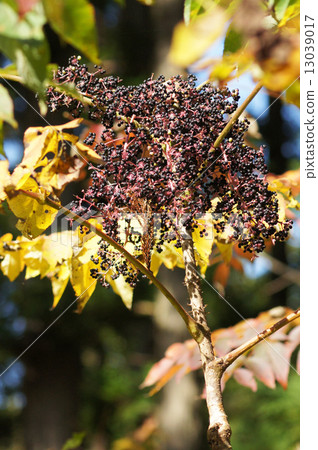 Taranoki的黑果子 Taranoki的黑果子 13039017