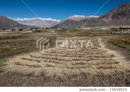 Beautiful golden cereals field, mountain snow background. 13039033