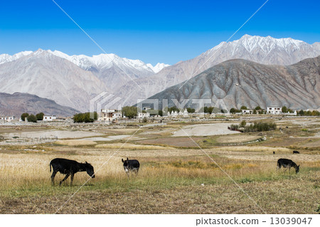 donkey on a farm, Zanskar Valley, Ladakh, India. donkey on a farm, Zanskar Valley, Ladakh, India. 13039047