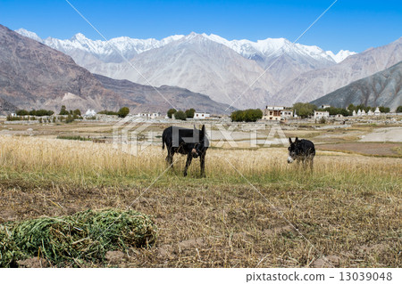 donkey on a farm, Zanskar Valley, Ladakh, India. donkey on a farm, Zanskar Valley, Ladakh, India. 13039048