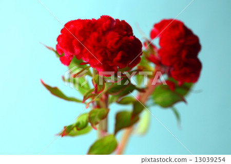 Red Keito Flower 13039254