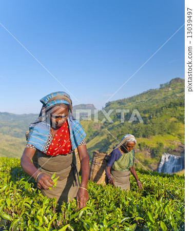 Two Tea Pickers Picking Leaves 13039497