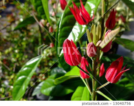 Pabonia Pabonia 13040756