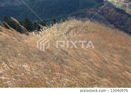 Susuki no Oka flying in the wind Susuki no Oka flying in the wind 13040976