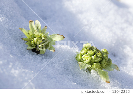 Fukinooto在雪地裡 13042233