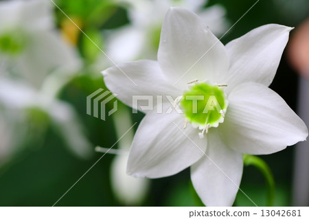 U. Uricis 13042681