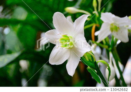 U. Uricis 13042682