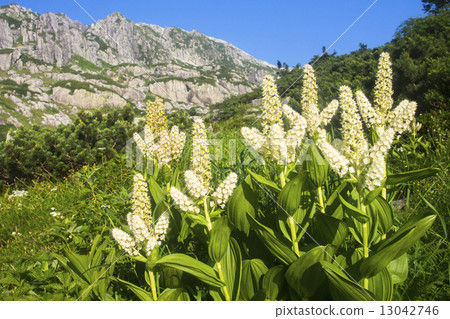 Kurobe Goro and Kobaisenke 13042746