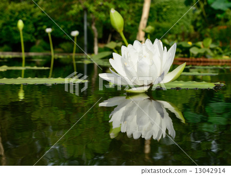 lotus flower 13042914
