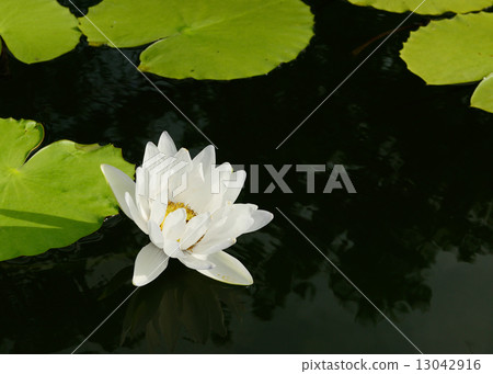lotus flower 13042916