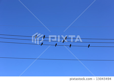 Crow Crow 13043494