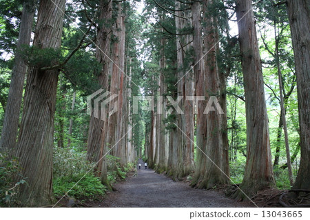 The approach of Togakushi shrine and cedar trees The approach of Togakushi shrine and cedar trees 13043665