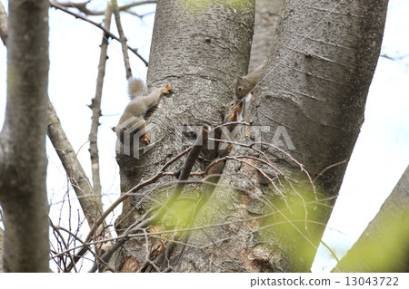 Friendly child squirrel 13043722