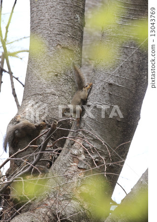 Friendly child squirrel 13043769
