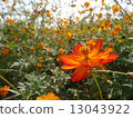 Orange cosmos 13043922