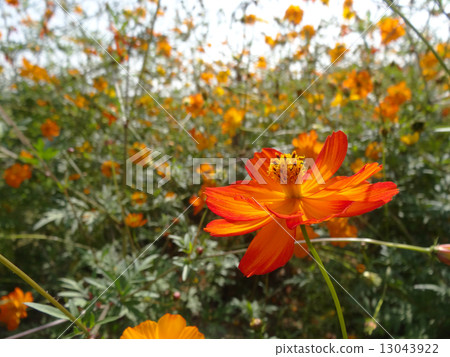 Orange cosmos Orange cosmos 13043922