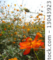 Orange cosmos 13043923