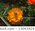Cosmos and bees 13043924