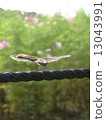 Dragonfly  13043991