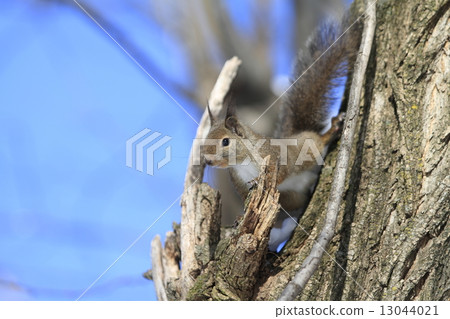Japanese monkeys 13044021