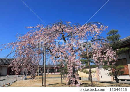 Bamboo cherry blossoms at Yakushiji Temple 13044316