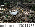 Wild bird 13044335