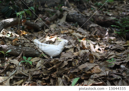Wild bird Wild bird 13044335