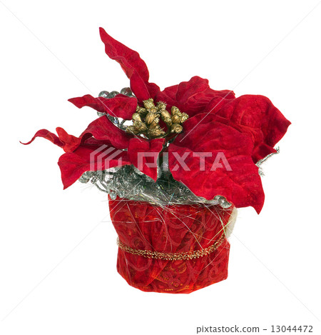 Composition from Poinsettia Plant with branches, cones, ribbons 13044472