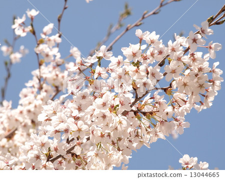 Cherry Blossoms Cherry Blossoms 13044665