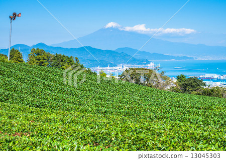 Tea Field / Fuji 13045303
