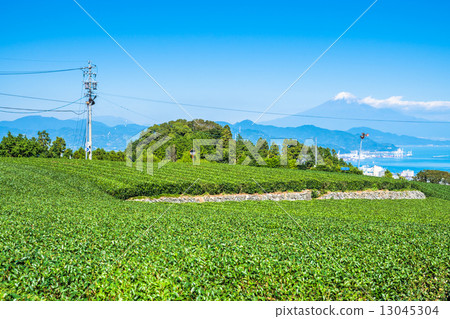 Tea Field / Fuji 13045304