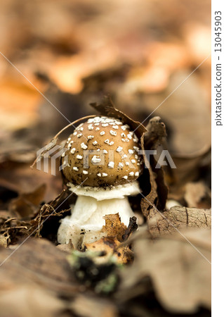 Mushroom Mushroom 13045903