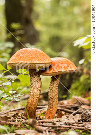 Edible mushrooms Edible mushrooms 13045904