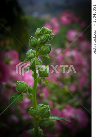 Green Buds 13046051
